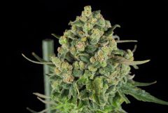 Flor de cannabis feminizado de gelato de crema de mantequilla contra el fondo negro