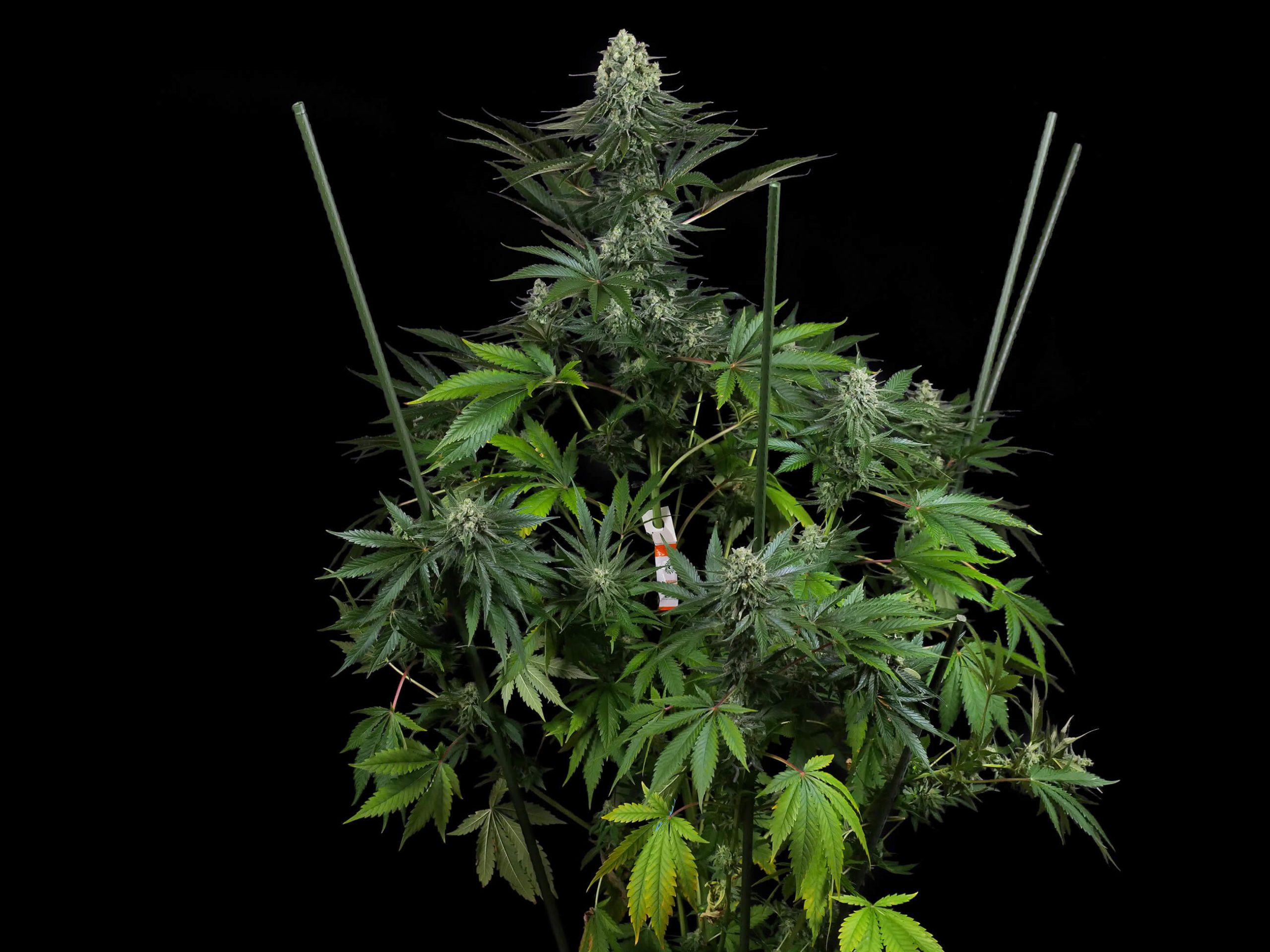 Buttercream Gelato Feminized Grow Report - Sensi Seeds