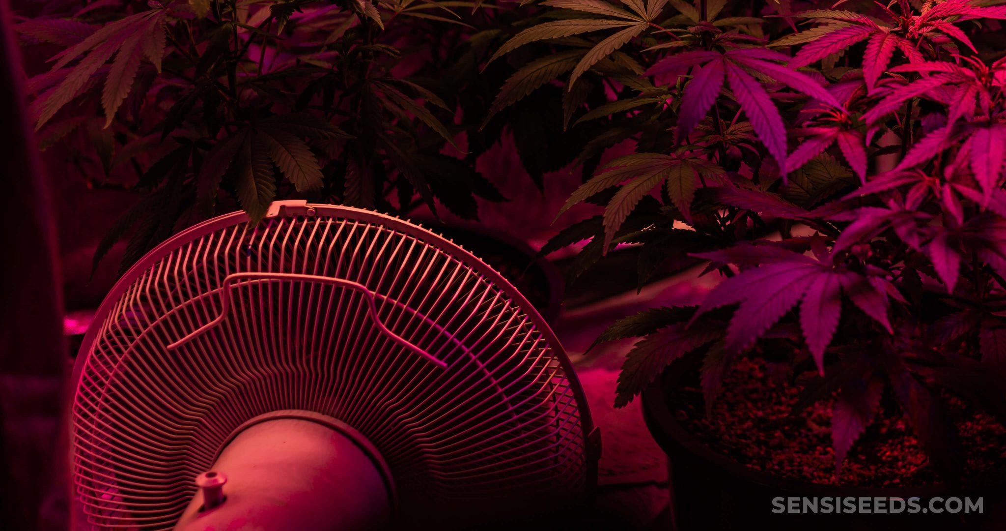 Grow Tent Ventilation How to Calculate Your Needs Sensi Seeds