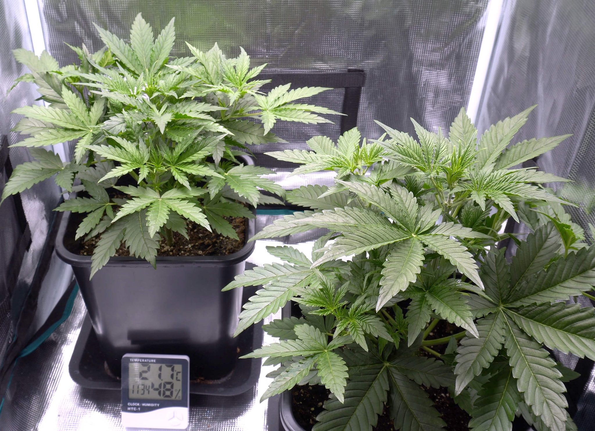 Grow Tent Ventilation How to Calculate Your Needs Sensi Seeds