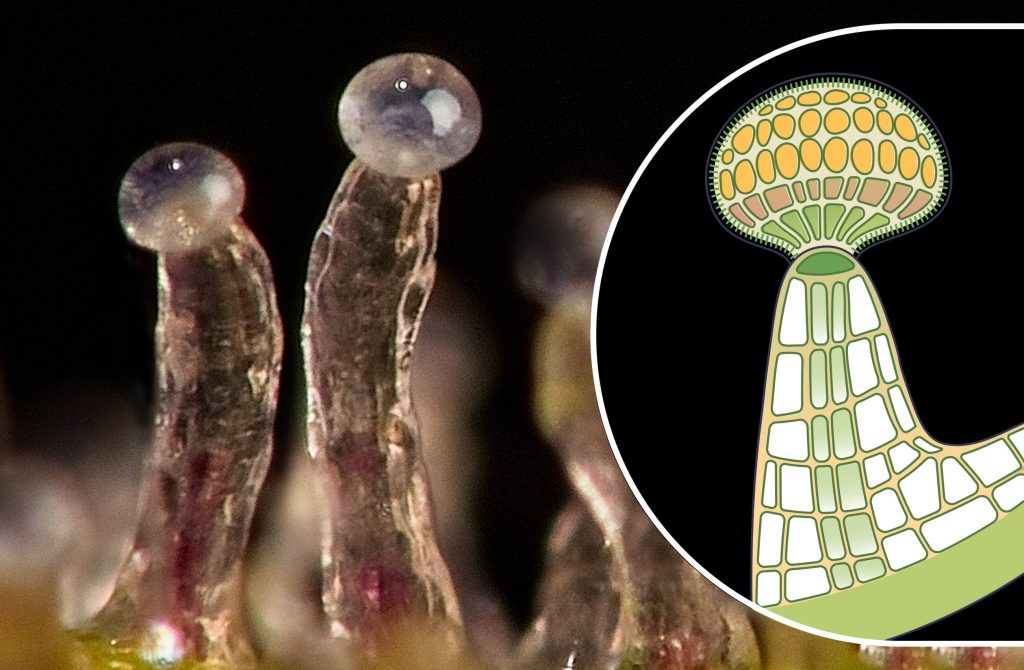 Trichomes de cannabis au microscope électronique- Alchimia Grow Shop