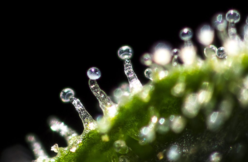 Cannabis Trichomes Overview