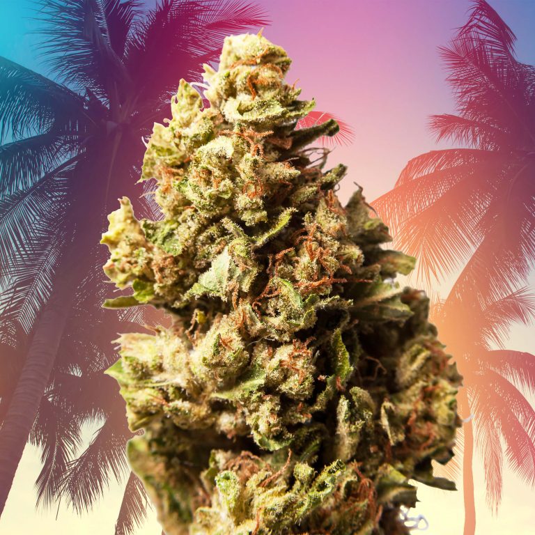 13 Best Cali Strains: Top Strains From California - Sensi Seeds