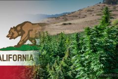 California flag with bear and a cannabis field on a sunny day