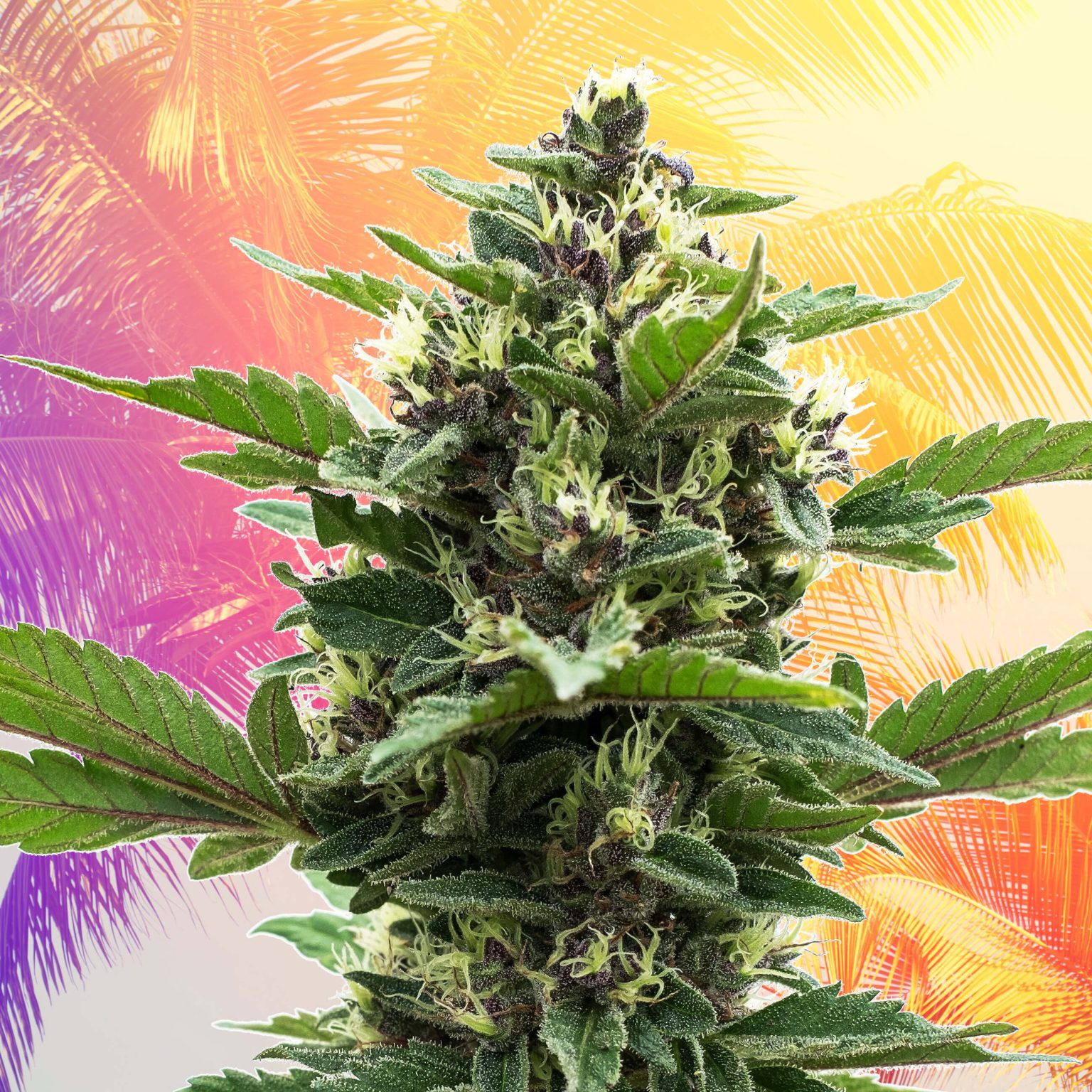 13 Best Cali Strains: Top Strains From California - Sensi Seeds