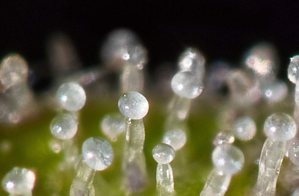 What do trichomes look like when ready to harvest? [Ready-to-Harvest  Trichome Picture Gallery]