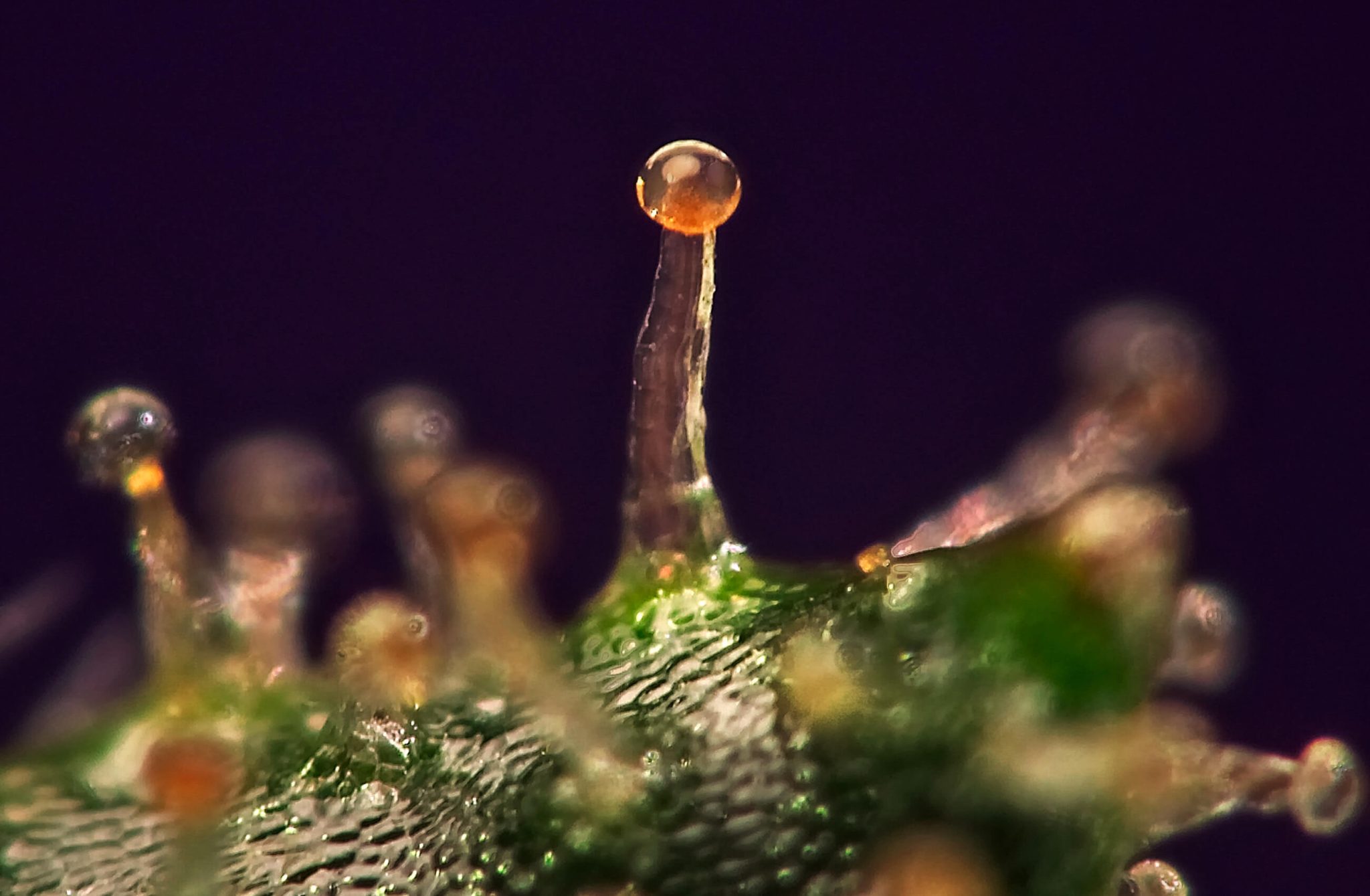 Trichomes on Weed What, Why, and How Sensi Seeds