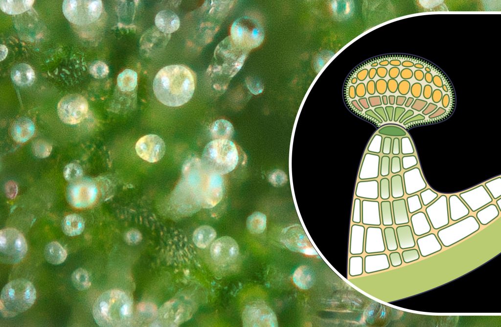 Trichomes on Weed: What, Why, and How - Sensi Seeds