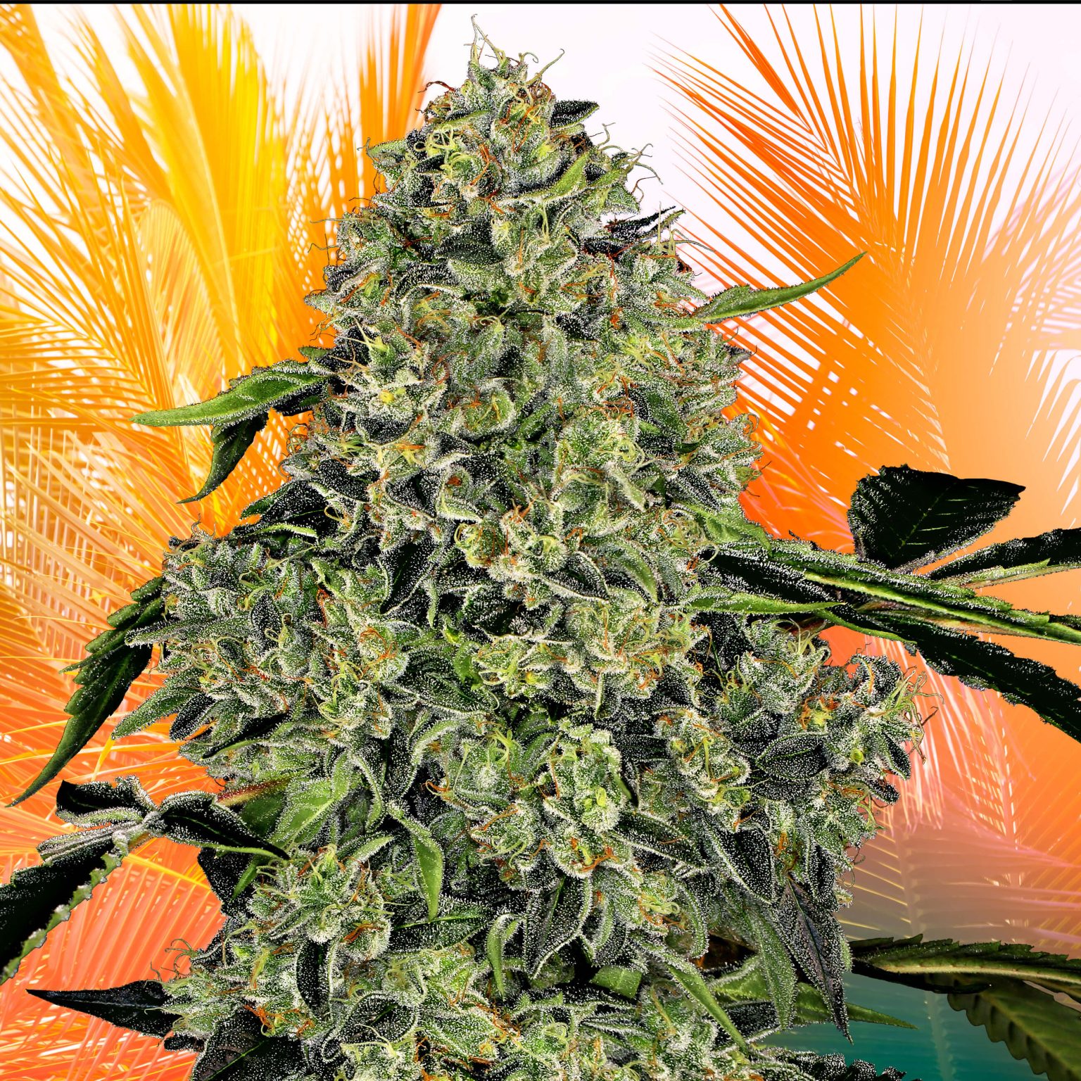 13 Best Cali Strains Top Strains From California Sensi Seeds