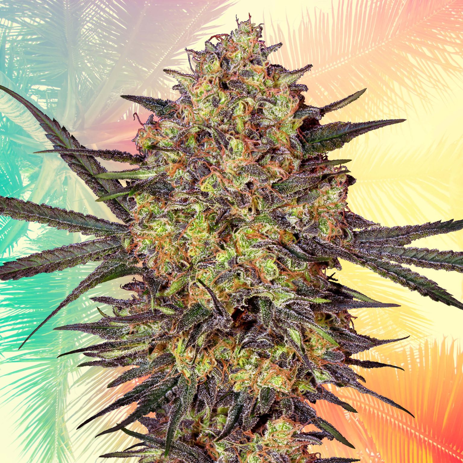 13 Best Cali Strains: Top Strains From California - Sensi Seeds