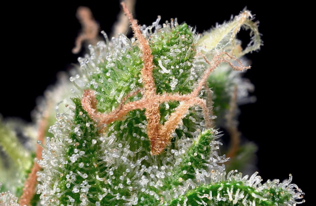 Trichomes on Weed: What, Why, and How - Sensi Seeds