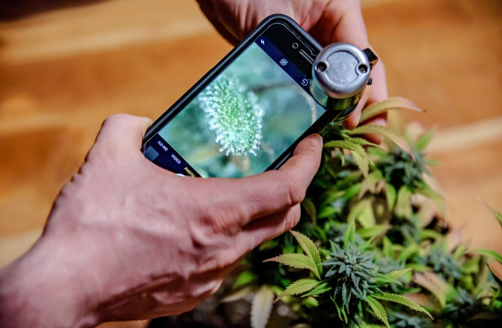 SmartPhone Trichome Scope - Easiest way to check on Trichome