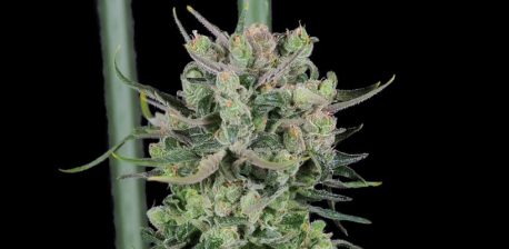 La planta de cannabis: De las raíces a los pistilos - Sensi Seeds