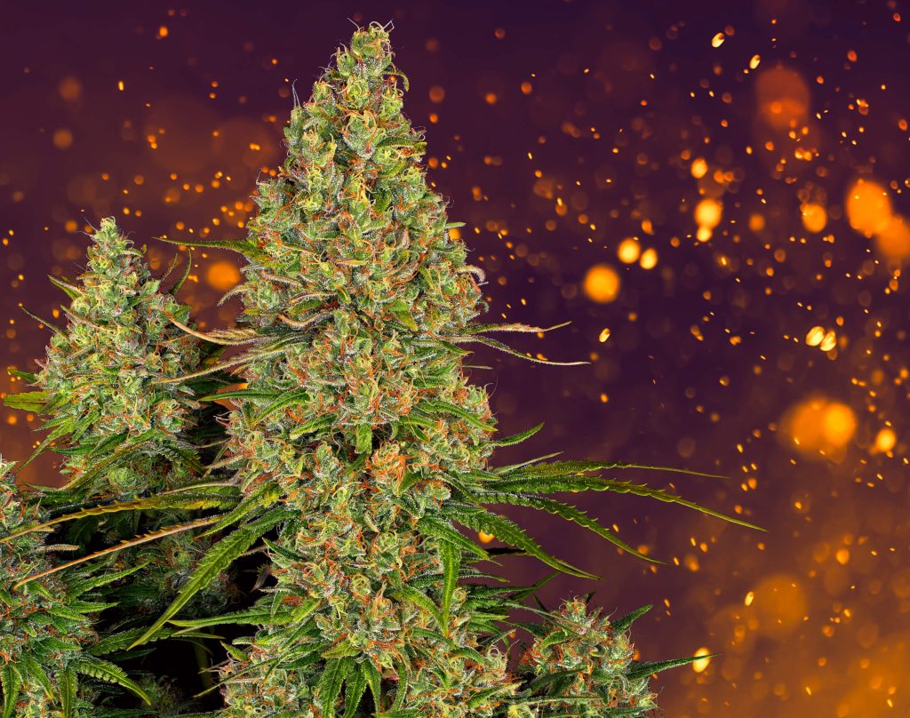 Trichomes on Weed: What, Why, and How - Sensi Seeds