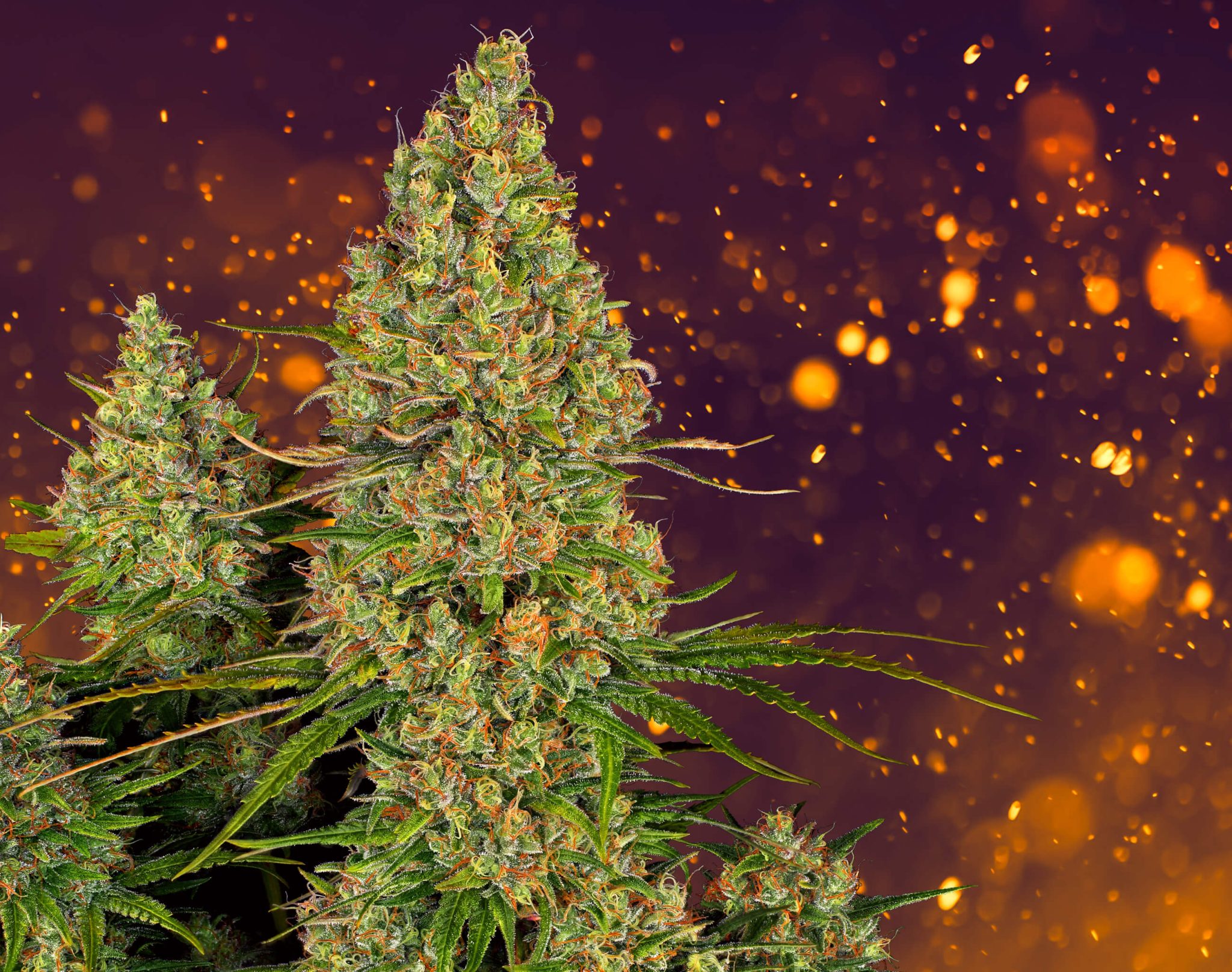Trichomes on Weed What, Why, and How Sensi Seeds