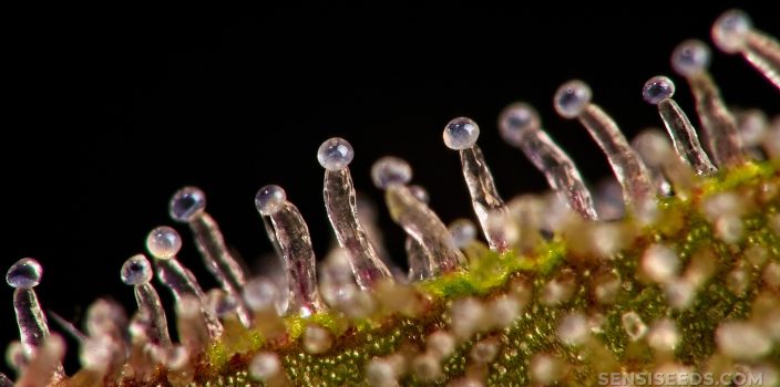 Primer plano de tricomas sobre marihuana sobre el fondo negro