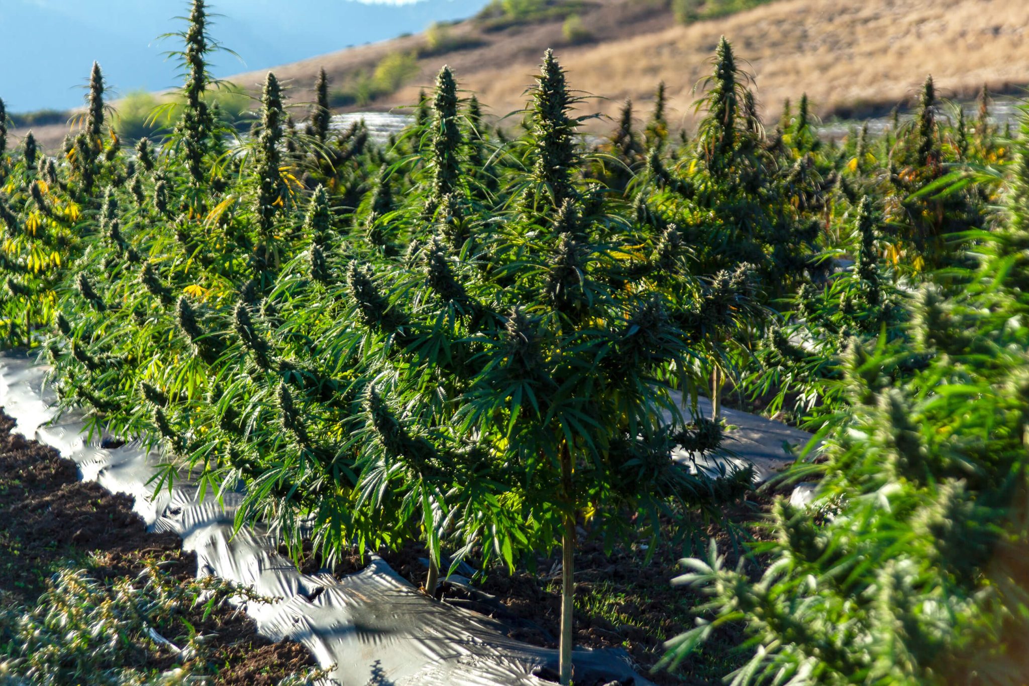 13 Best Cali Strains Top Strains From California Sensi Seeds