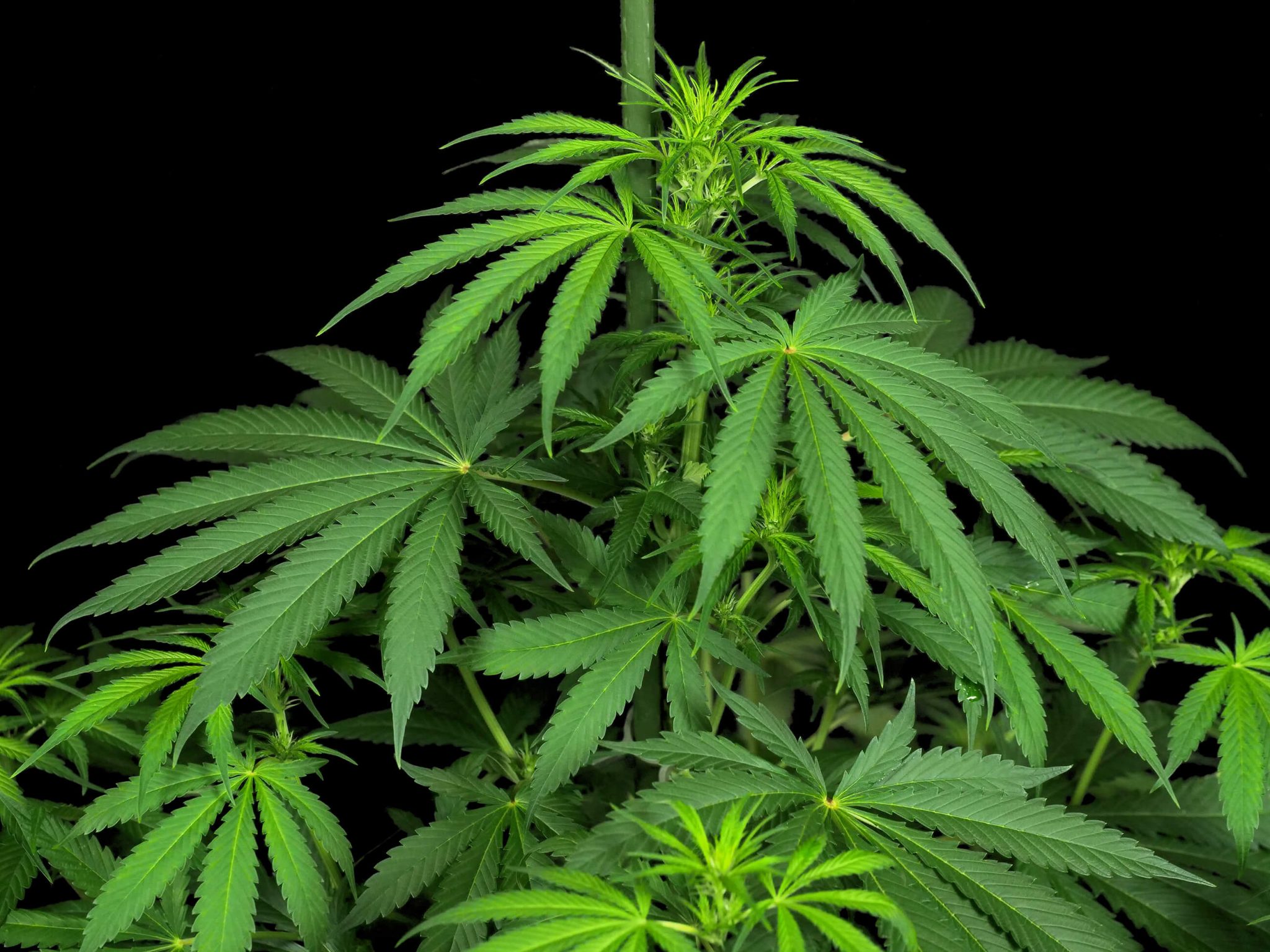 Papi Chulo OG Feminized Grow Report Sensi Seeds papi-chulo-og-feminized-grow-report-sensi-seeds