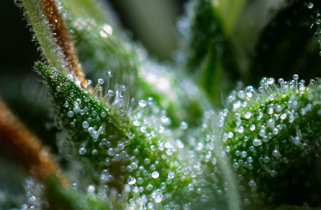 Trichomes on Weed: What, Why, and How - Sensi Seeds