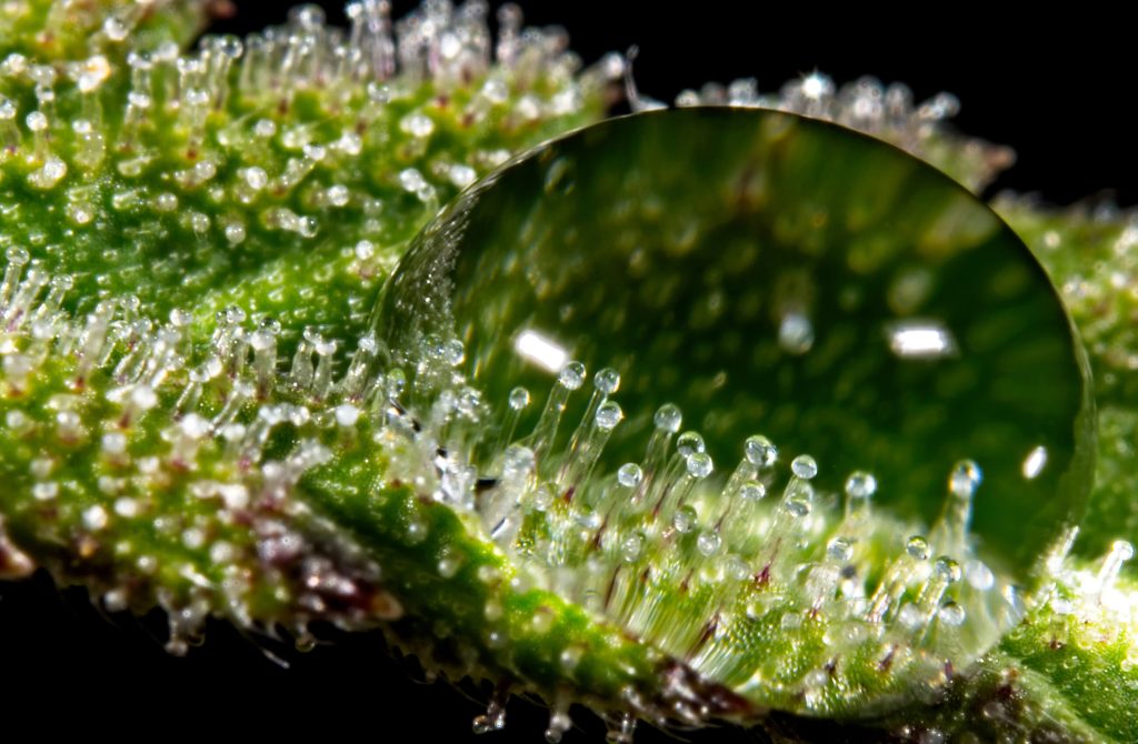 Trichomes on Weed: What, Why, and How - Sensi Seeds