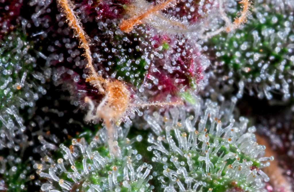 Development Stages Of Weed Trichomes