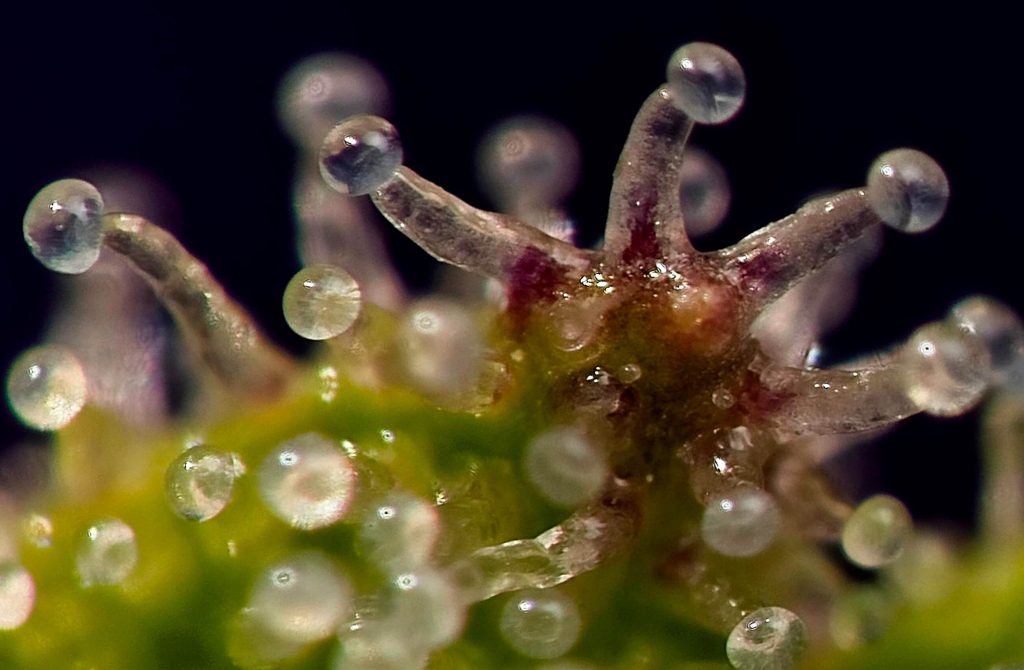 Trichomes on Weed: What, Why, and How - Sensi Seeds