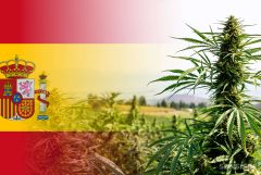 Bandera española y una planta de cannabis que crece al aire libre en un campo