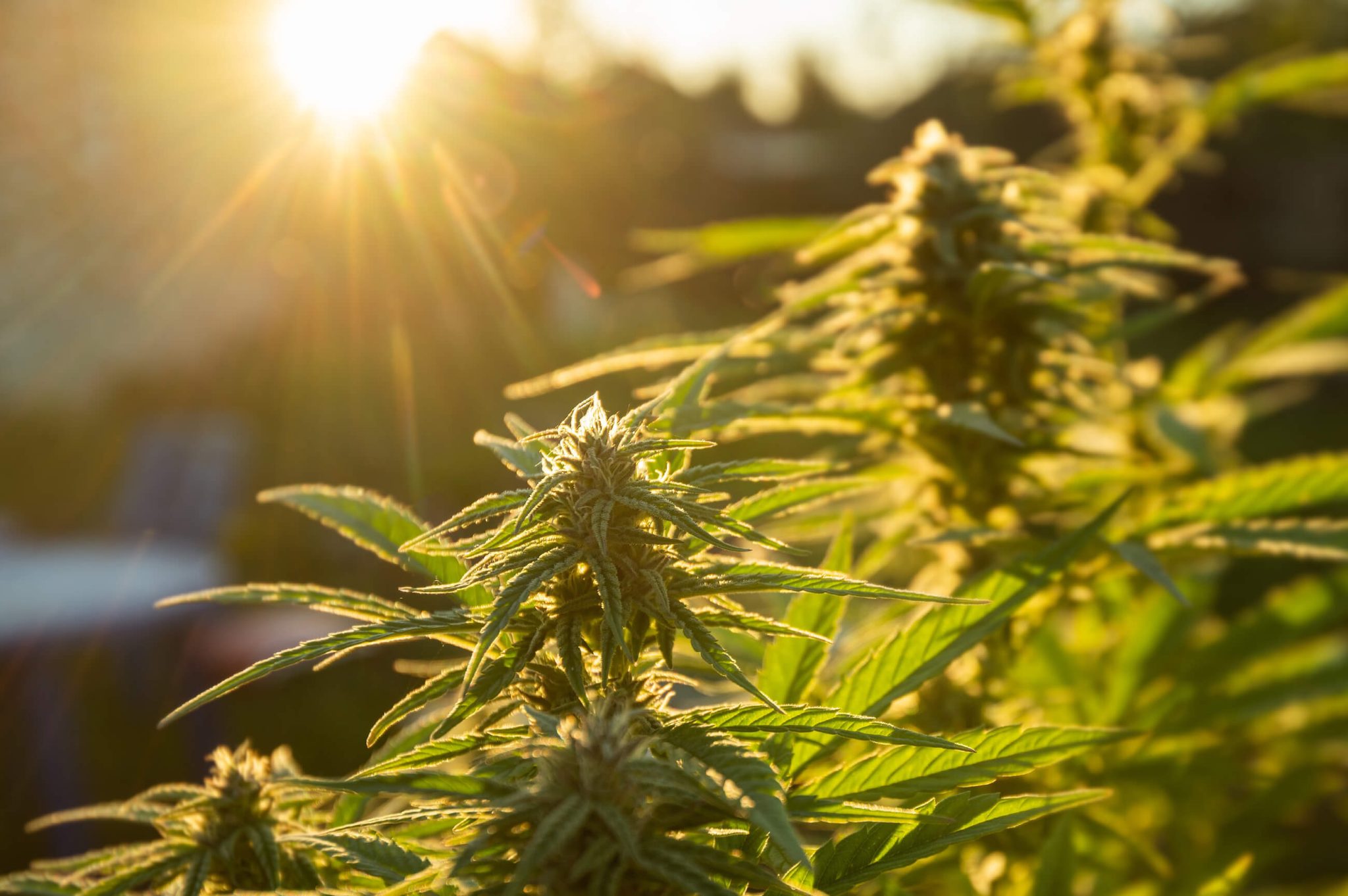 7 Best Weed Strains in Spain Sensi Seeds