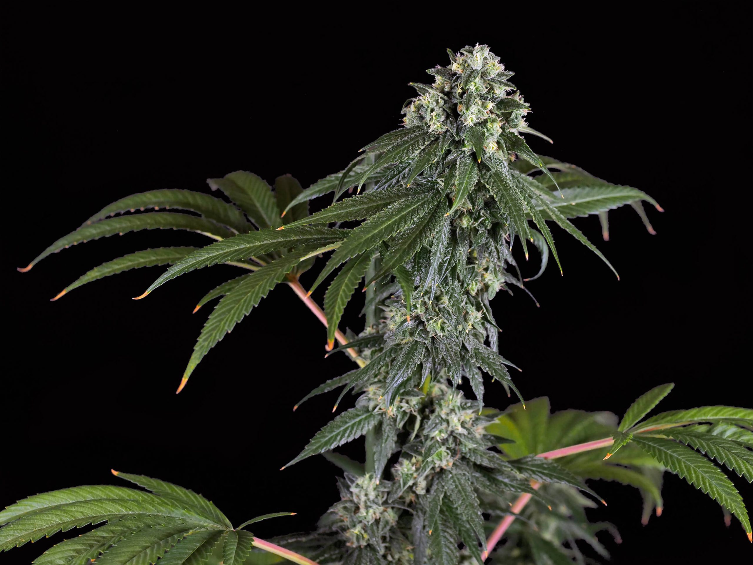 420 Punch Feminized Grow Report - Sensi Seeds