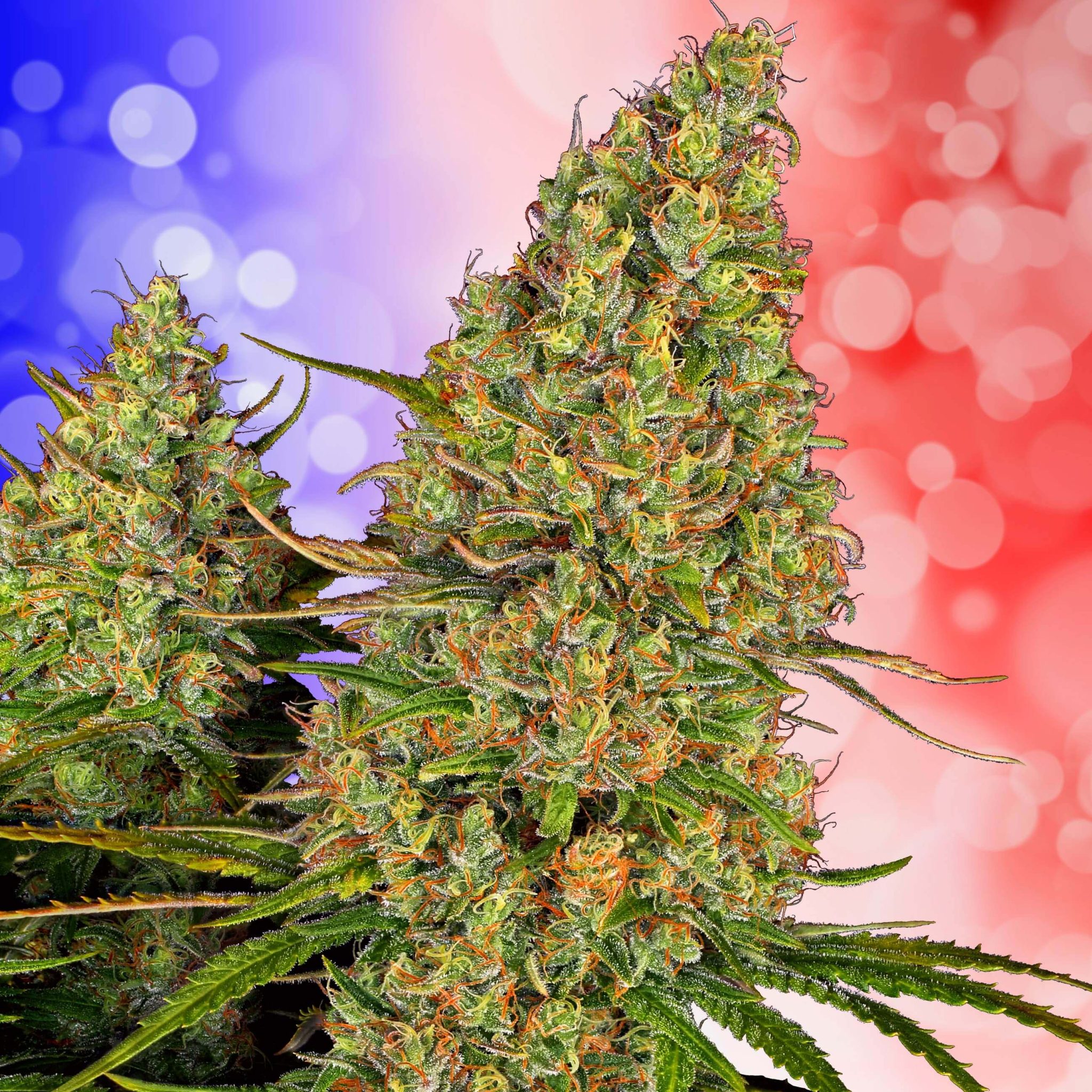 7 Best Weed Strains in France - Sensi Seeds