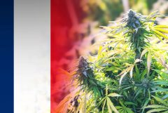 Bandera de Francia y flores de cannabis que crecen al aire libre en un día soleado