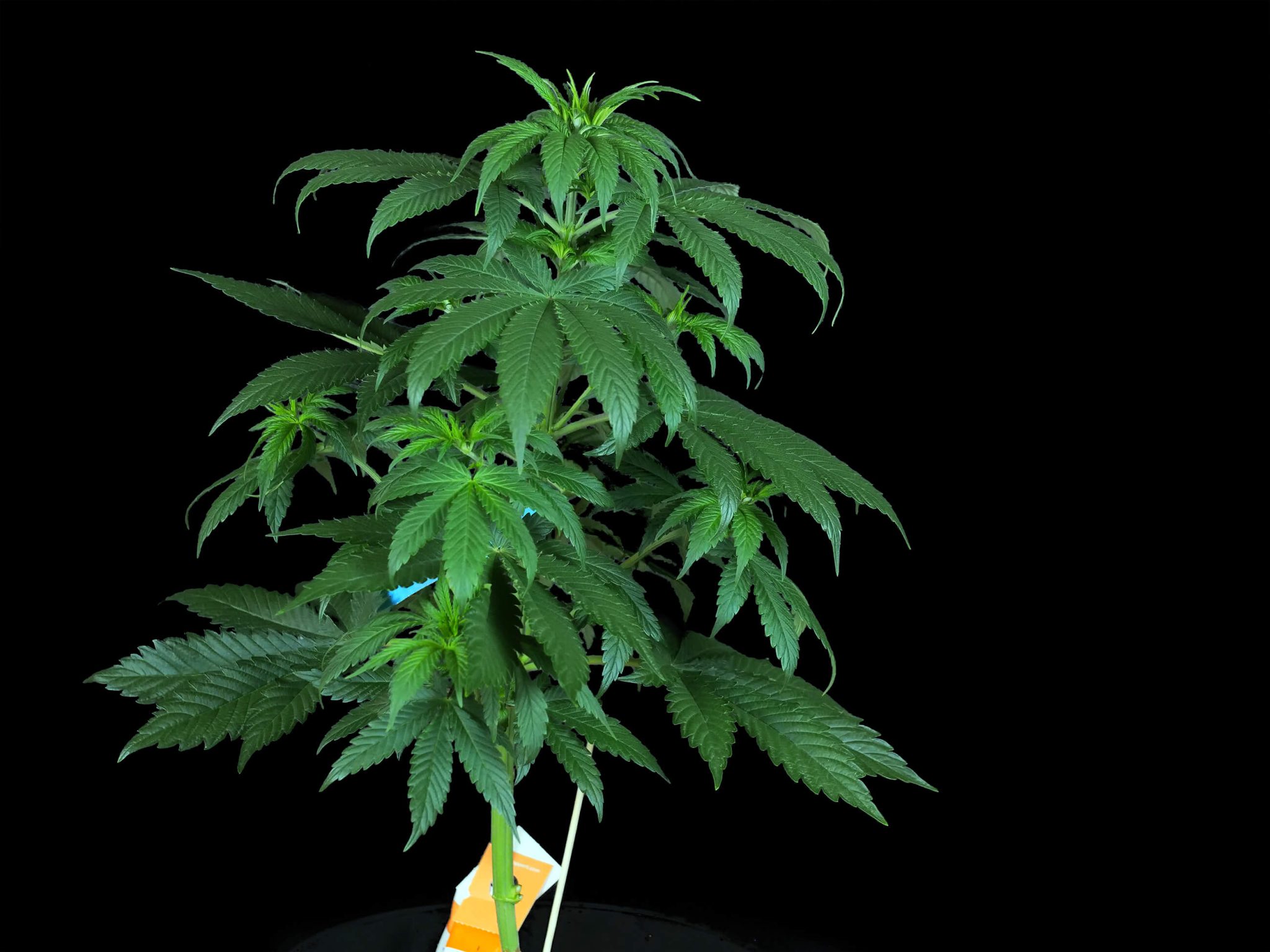 malibu-og-gold-feminized-grow-report-sensi-seeds