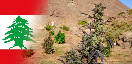 cannabis in lebanon