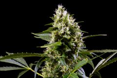 Blueberry Bubblegum Automatic cannabis flower against the black background
