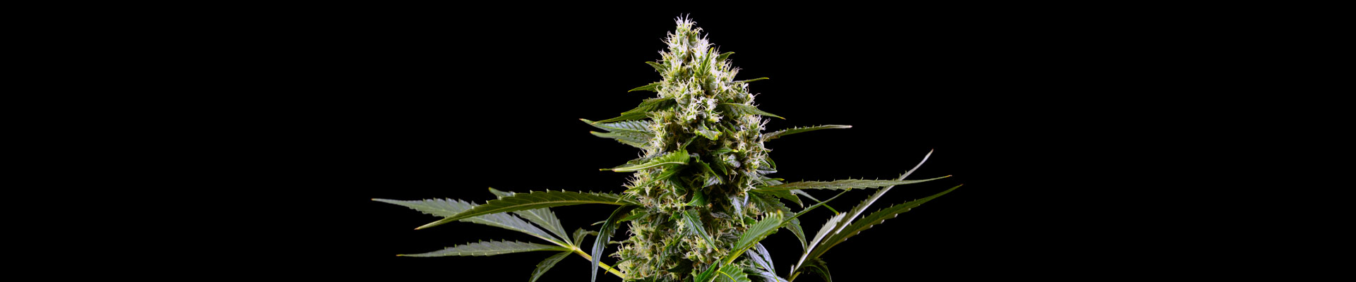 Blueberry Bubblegum Automatische Cannabisblume vor dem schwarzen Hintergrund