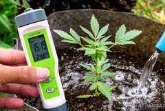 A person measuring EC and watering the cannabis plant in a pot