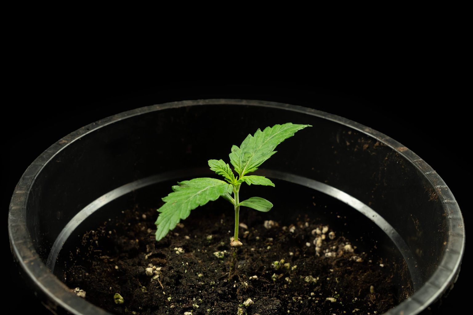 Informe de cultivo de Sweet & Sour Cream Autofloreciente - Sensi Seeds