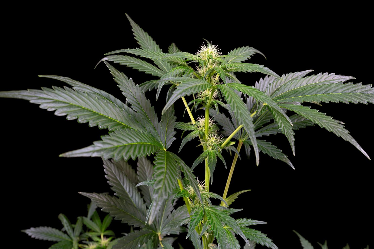 Informe de cultivo de Sweet & Sour Cream Autofloreciente - Sensi Seeds