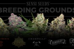 Various cannabis flowers and a sign Sensi Seeds Breeding Grounds in the background