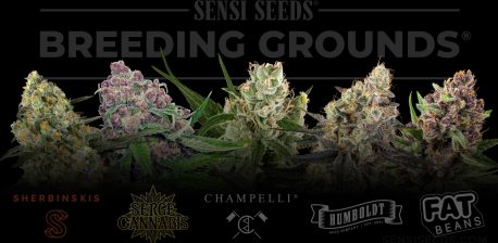 Varias flores de cannabis y un cartel de Sensi Seeds Breeding Grounds al fondo