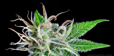 Close-up of cannabis flower with yellow pistils