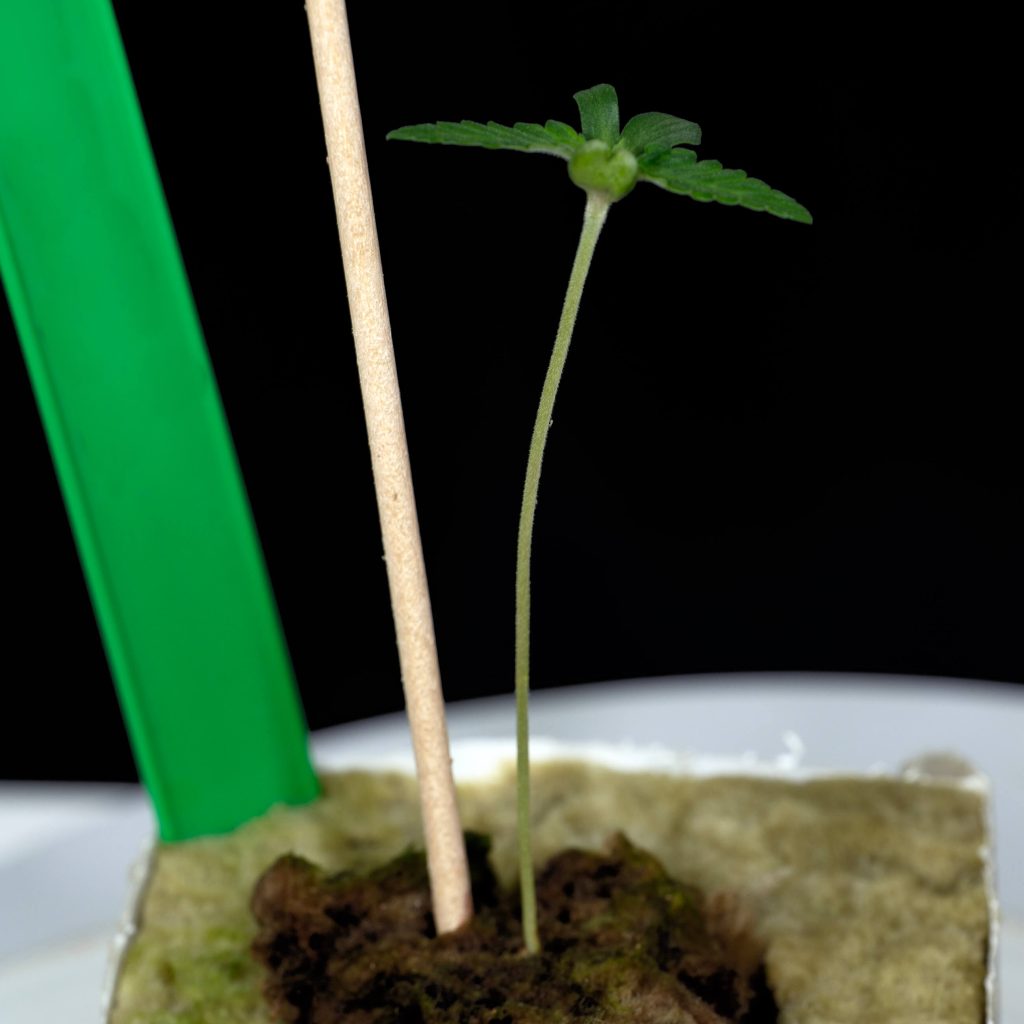 White Biscotti OG XXL cannabis seedling growing from a cube