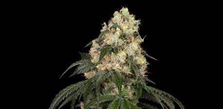 White Biscotti OG XXL feminized cannabis flower against the black background