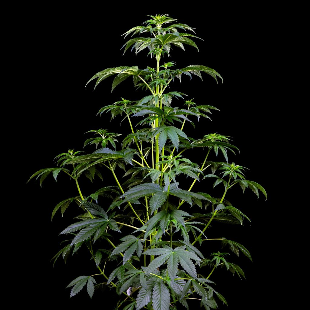 White Biscotti OG XXL cannabis plant in week 5 against the black background