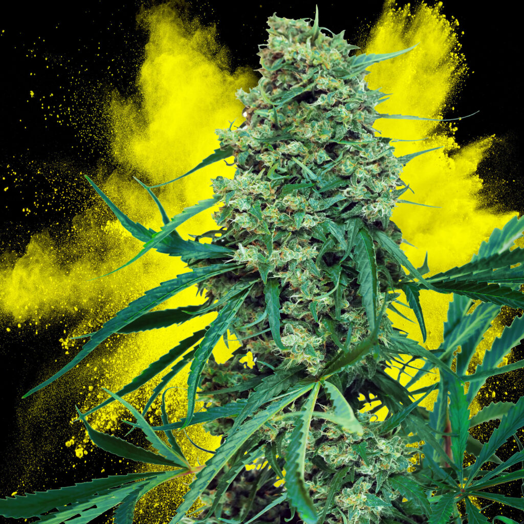 7 Best Cheese Strains: A Cheese Strain Guide - Sensi Seeds