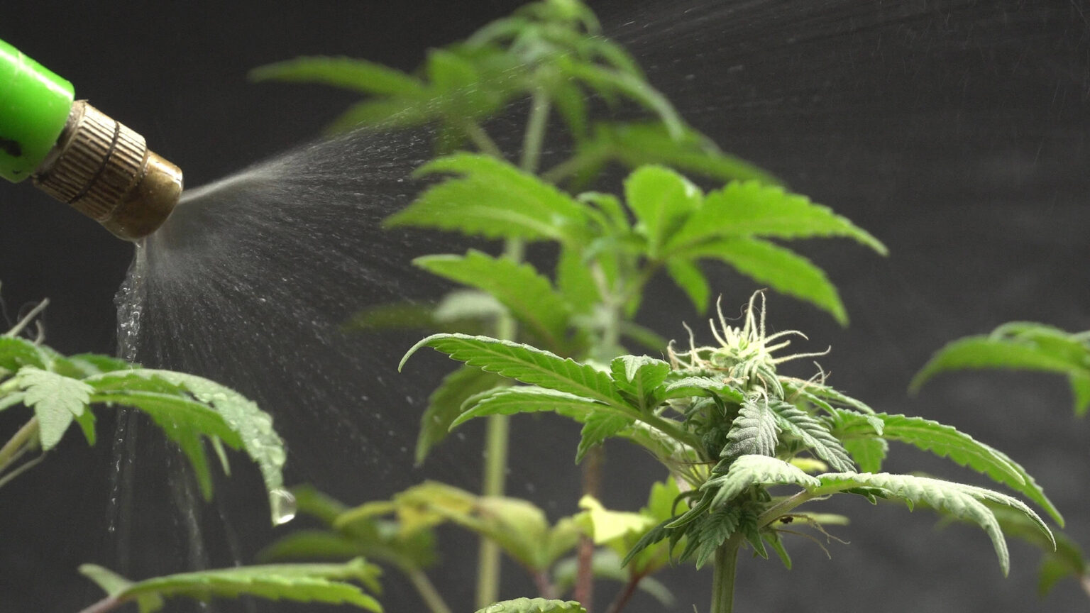 Overwatering Cannabis How To Spot, Fix, and Prevent It Sensi Seeds