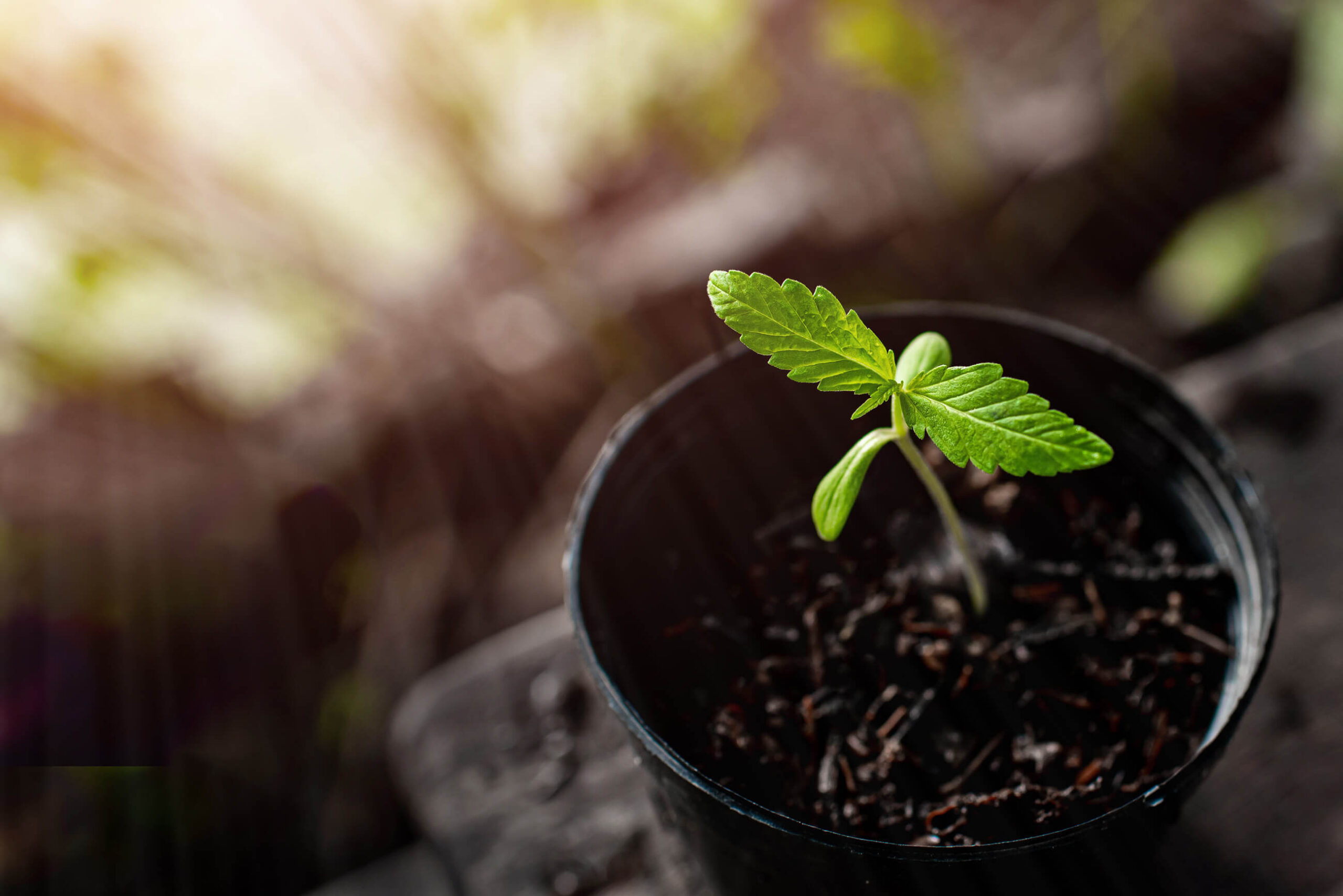 Smlingsphase: Gesunde Cannabis-Smlinge anbauen - Sensi Seeds