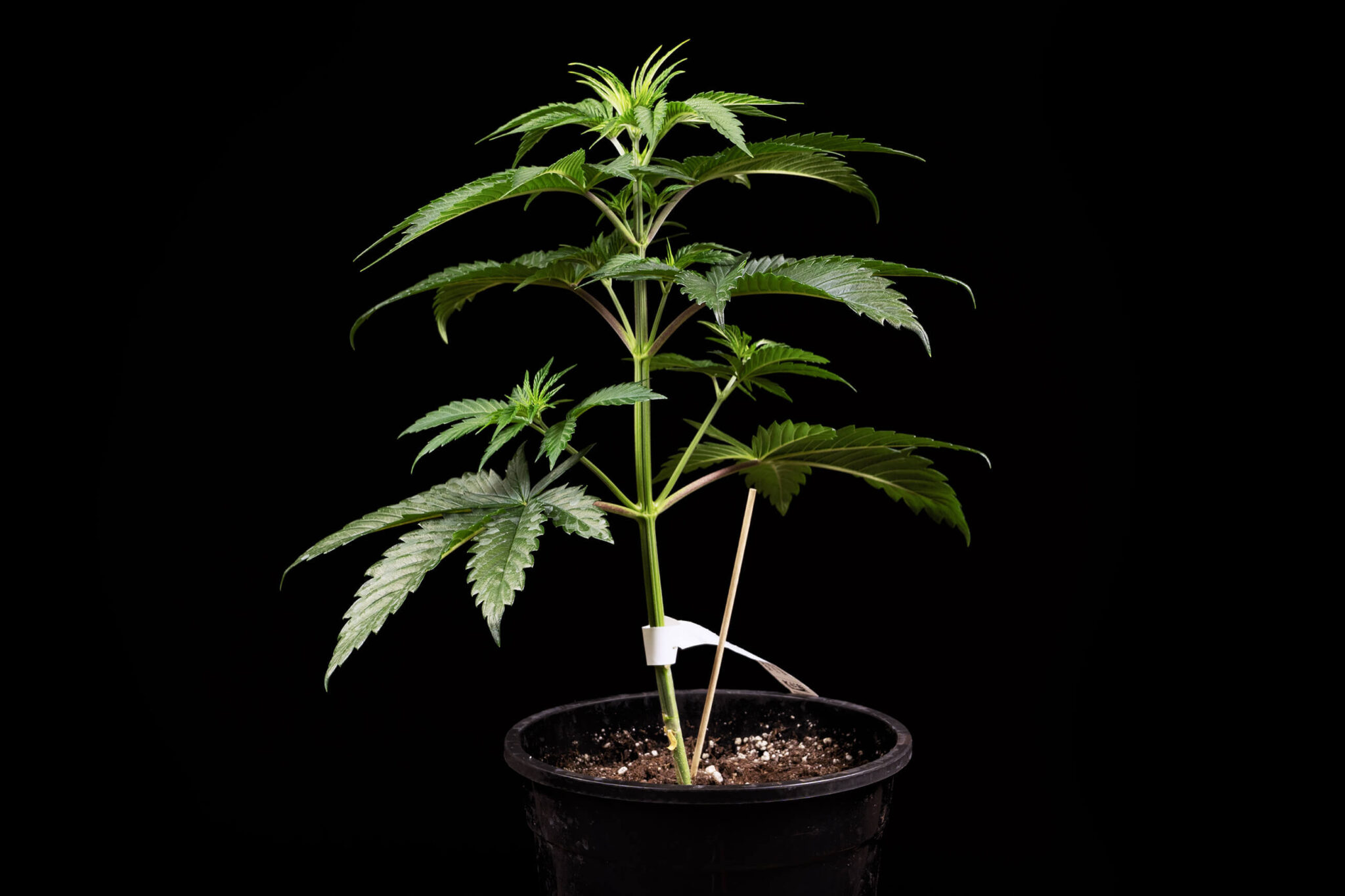 The flowering stage of cannabis week by week sensi seeds