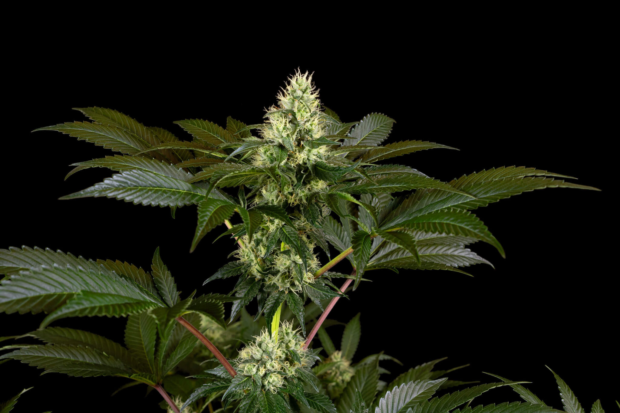 The Flowering Stage of Cannabis: Week by Week - Sensi Seeds