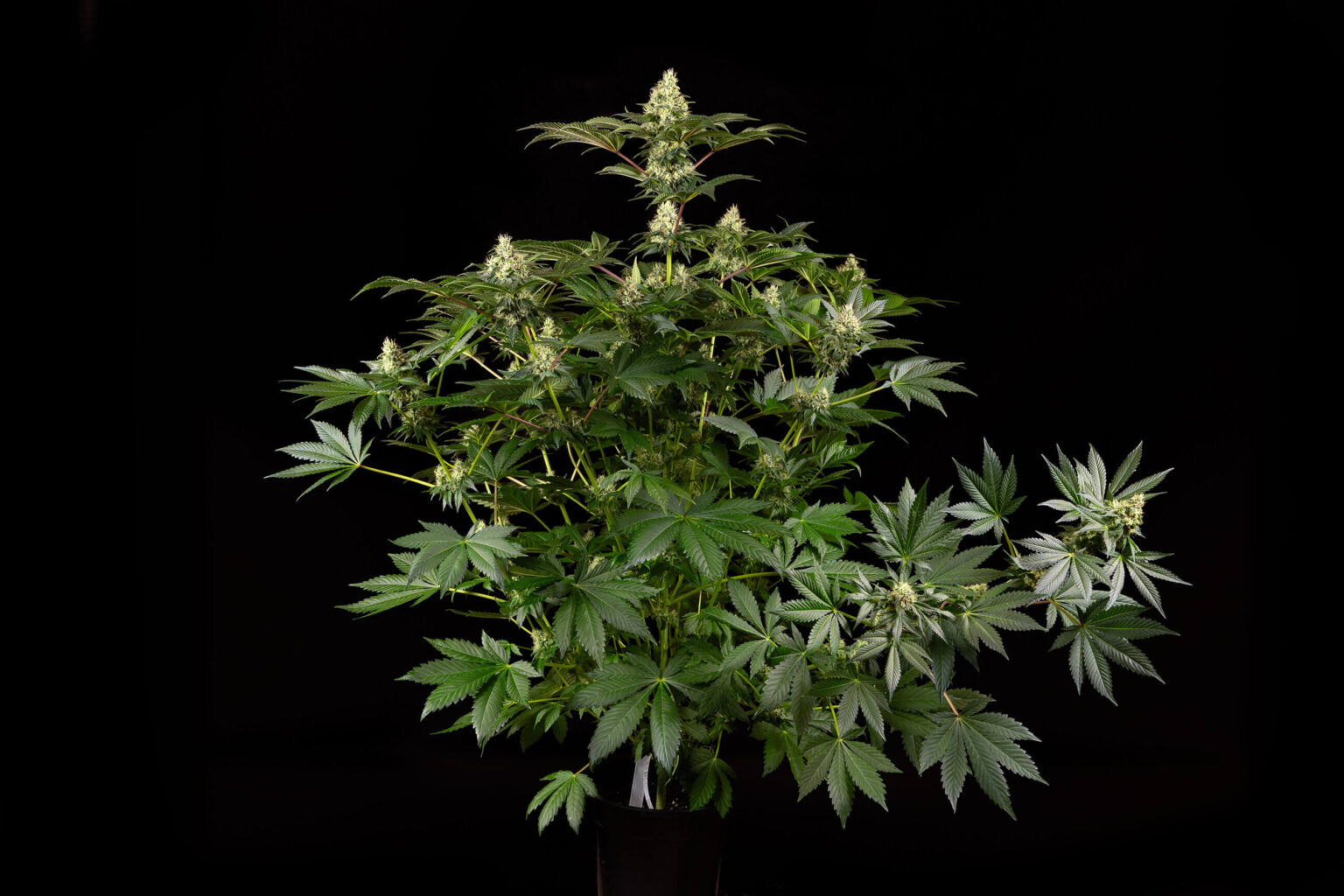 The Flowering Stage of Cannabis: Week by Week - Sensi Seeds - Cannabis Flowering Week By Week Pictures